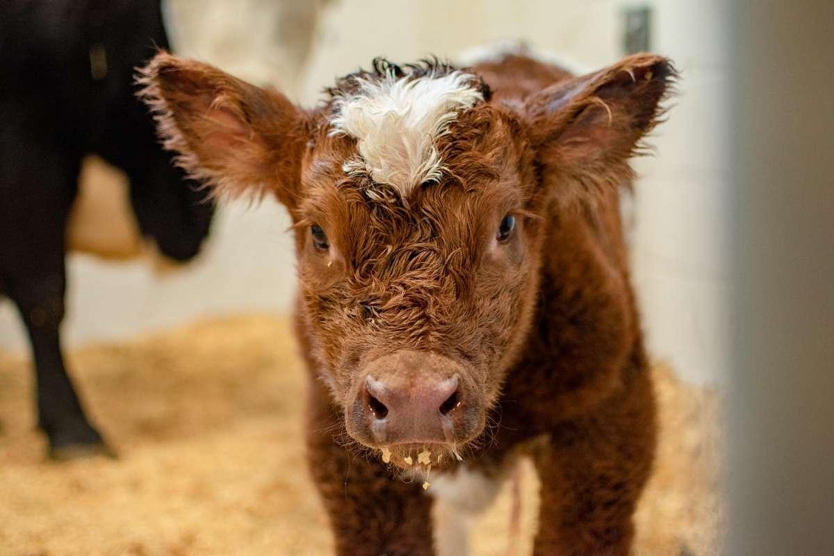 Close up of an adorable calf in the vet med clinic